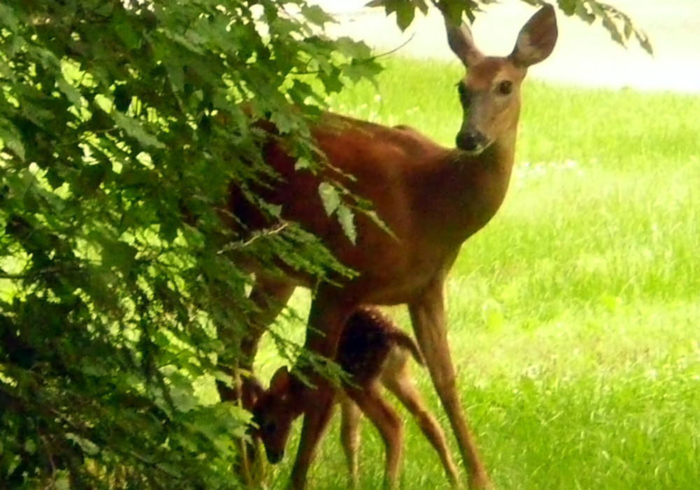 Deer behind a tree